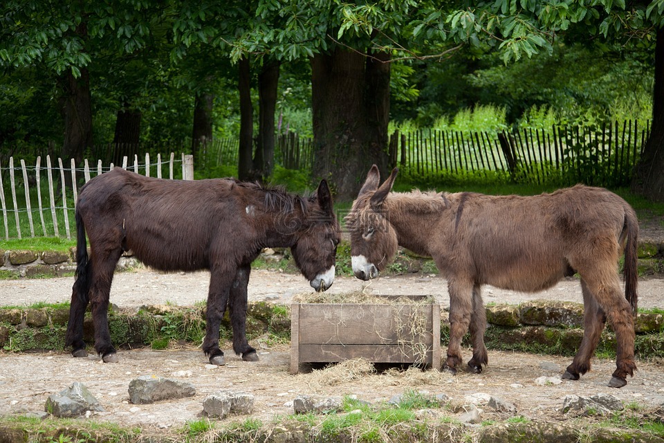 驢兩個牛馬