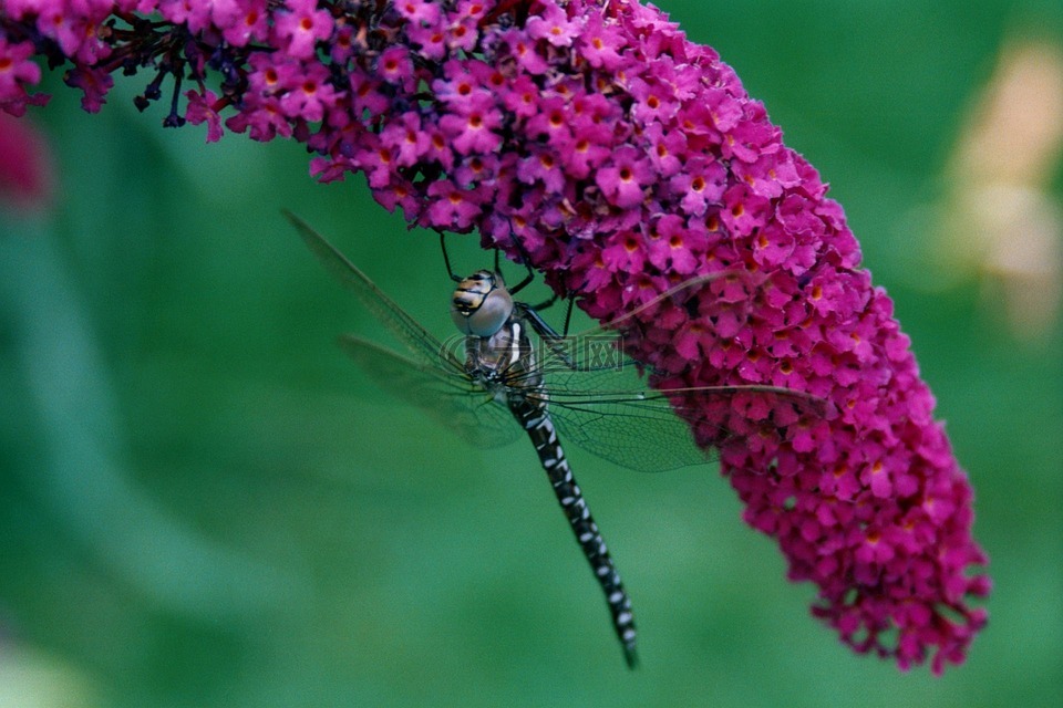 蜻蜓,自然,密蒙花