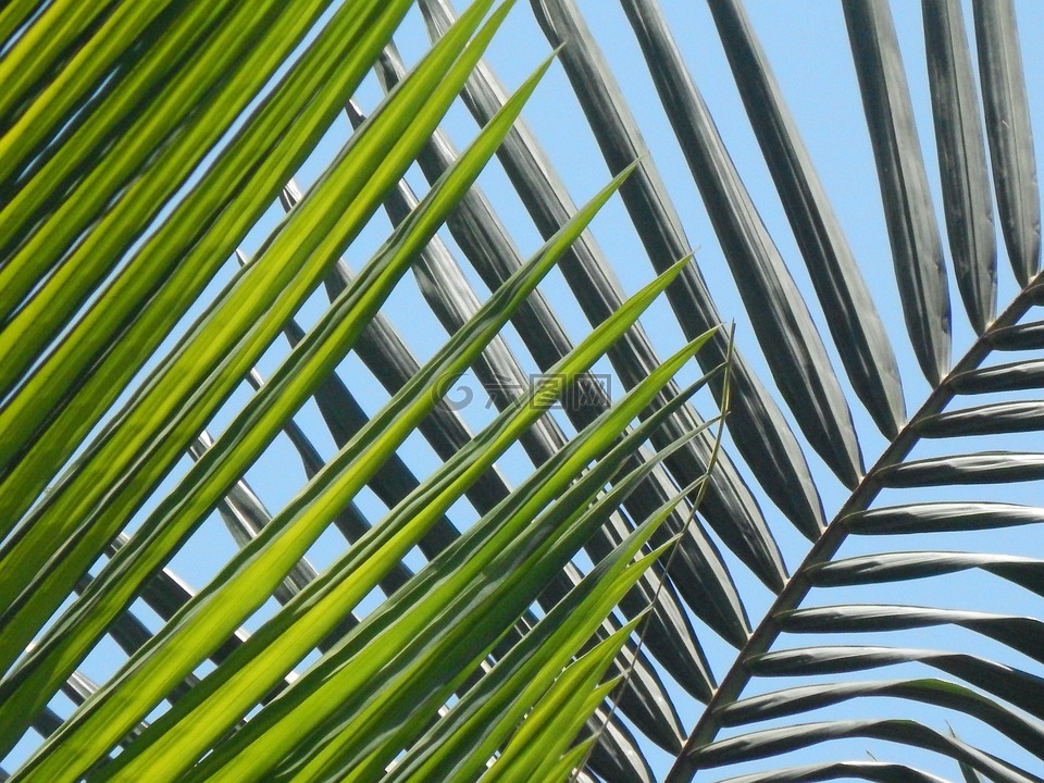 帕尔马斯,叶,棕榈树