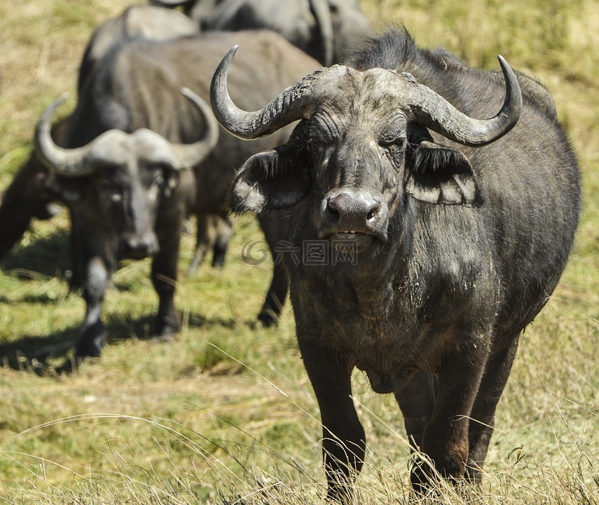 非洲水牛,非洲,野生动物