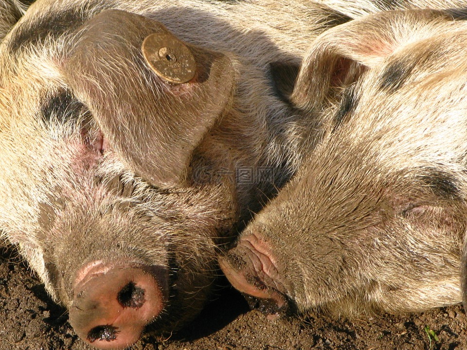 猪,鼻子,猪鼻子