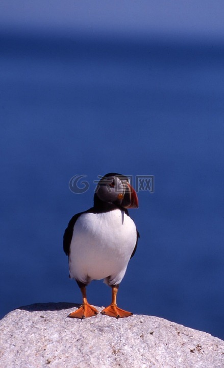 大西洋海雀,鸟,水禽