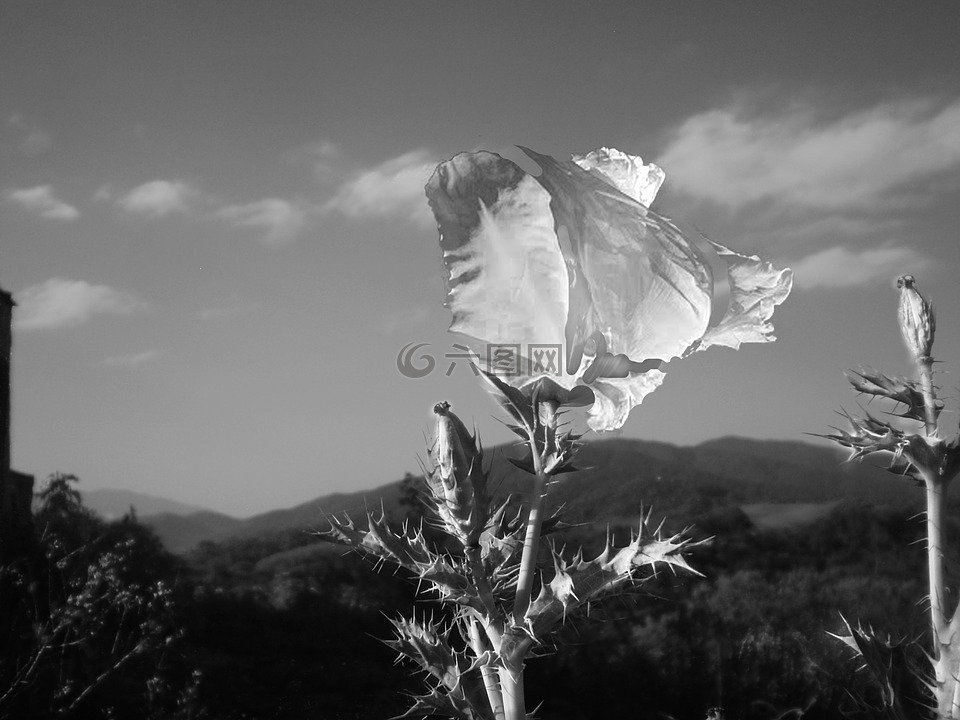 黑色和白色,花,种植罂粟的野外