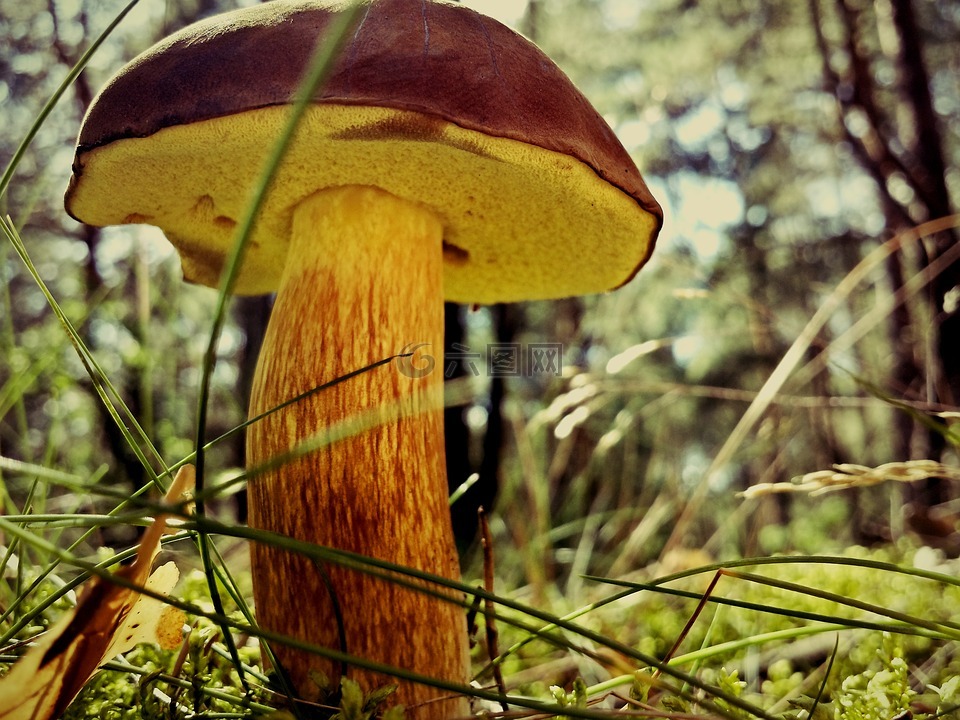 蘑菇,板栗牛肝菌,波利亚纳