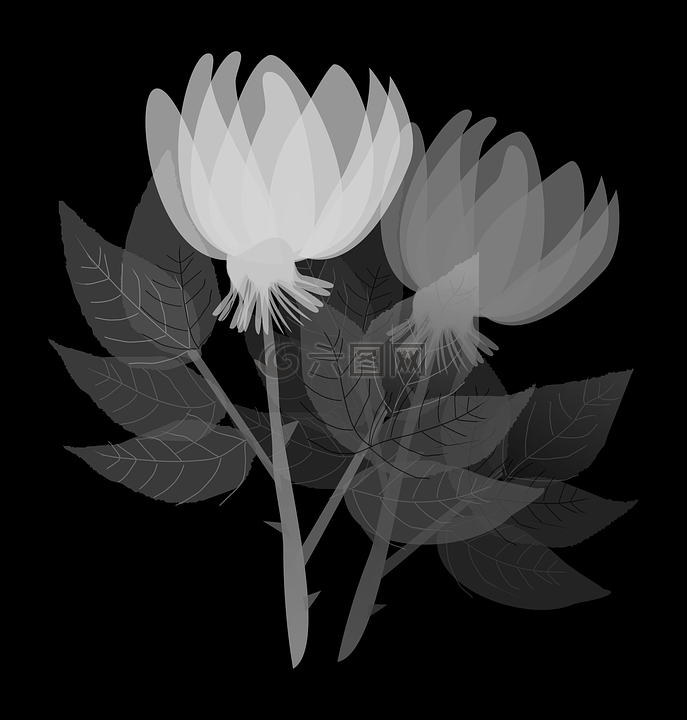 鲜花,花卉,如花