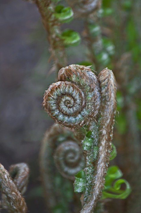 蕨类植物,流淌,螺旋