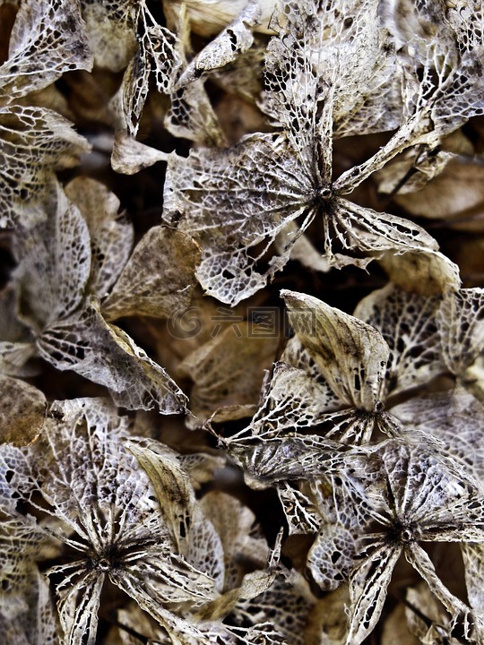 干的绣球花,背景,纹理