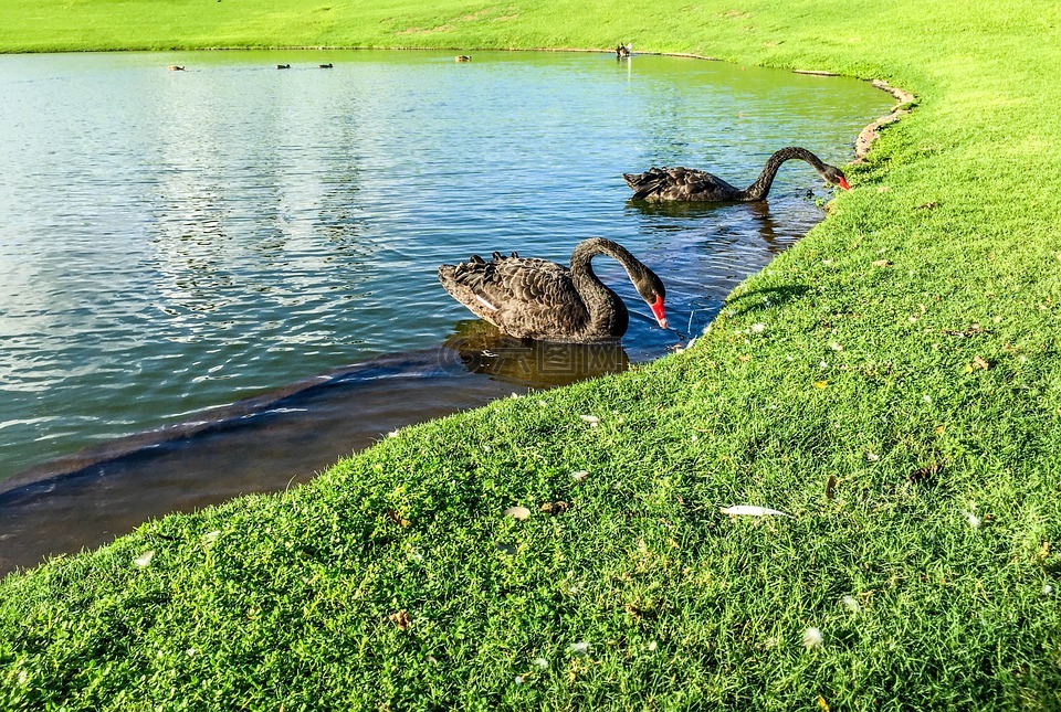 黑天鹅,池,水