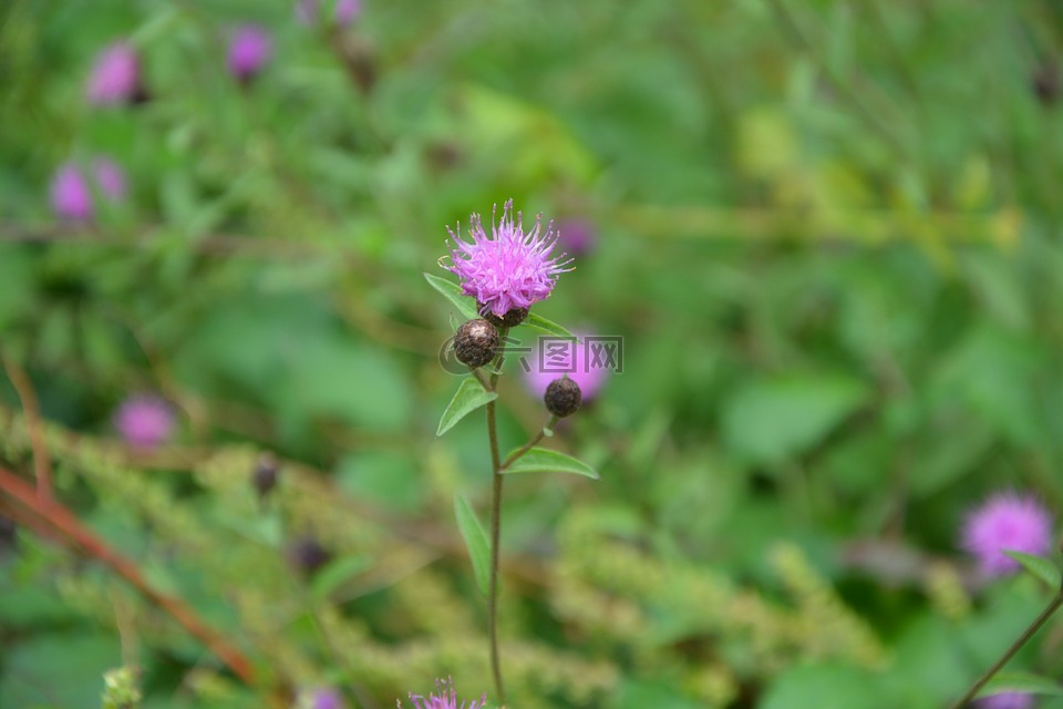 蓟花紫色,绿色,叶子