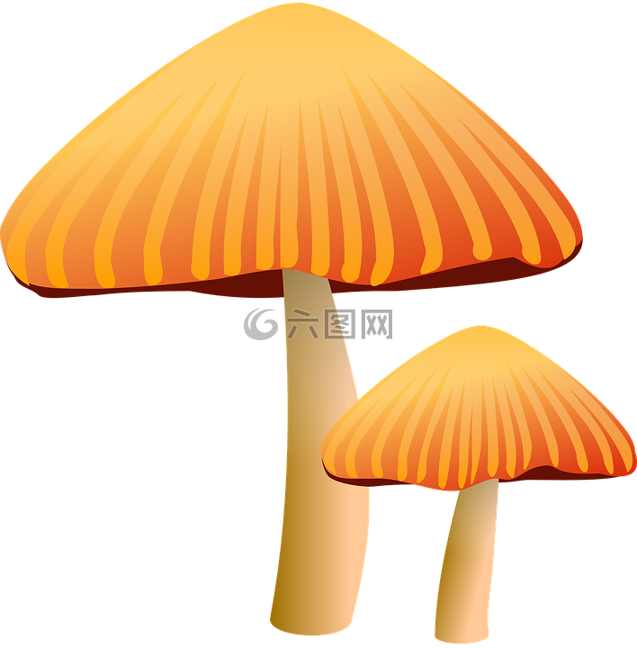 蘑菇,棕色,毒菌