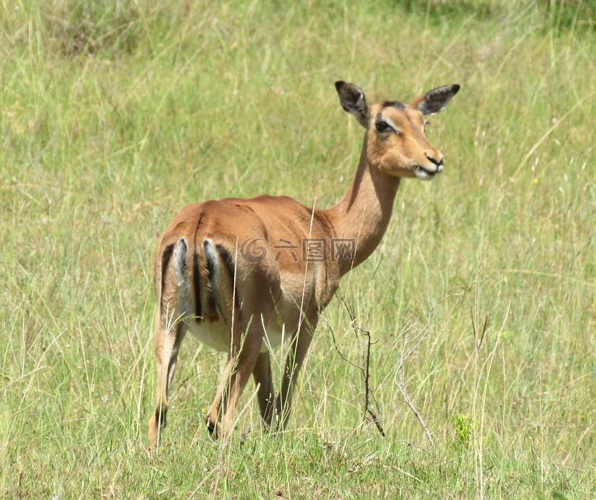 黑斑羚,瞪羚,非洲