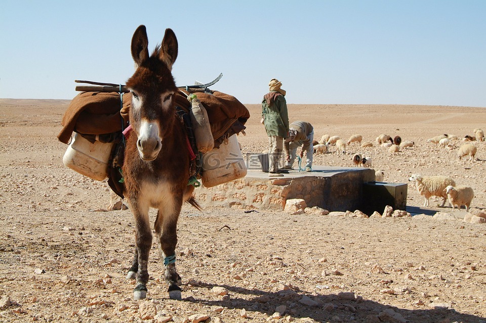 驴,撒哈拉,沙漠