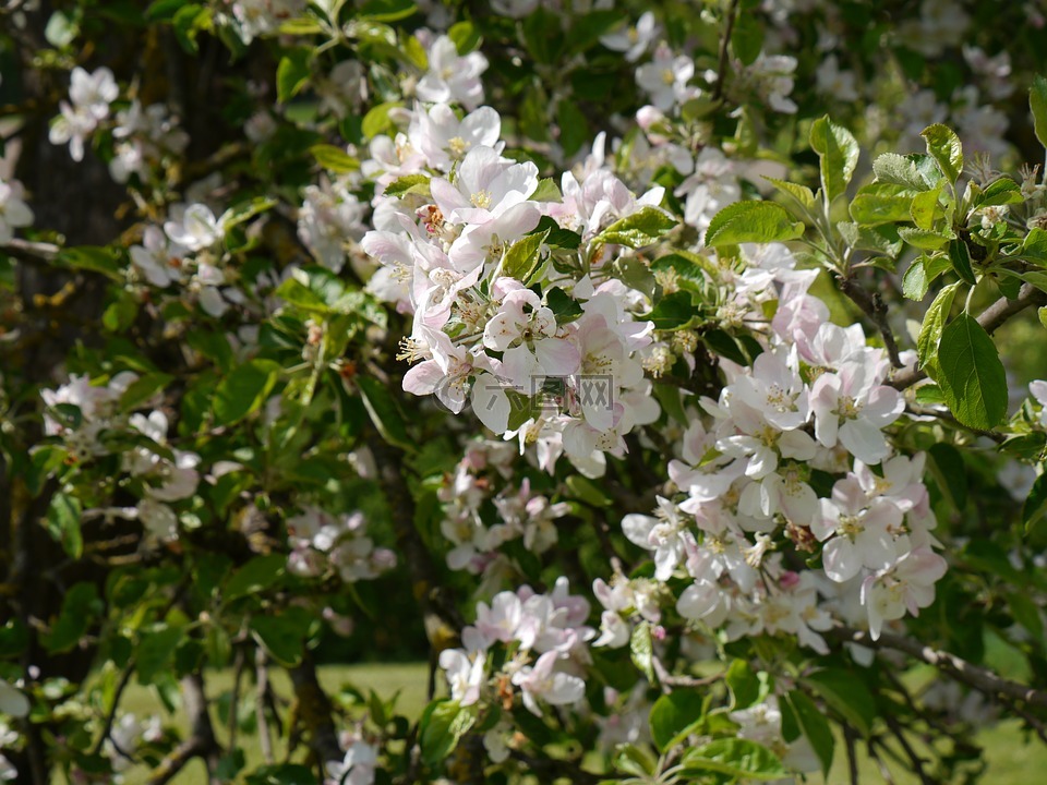 蘋果樹,蘋果花,春天