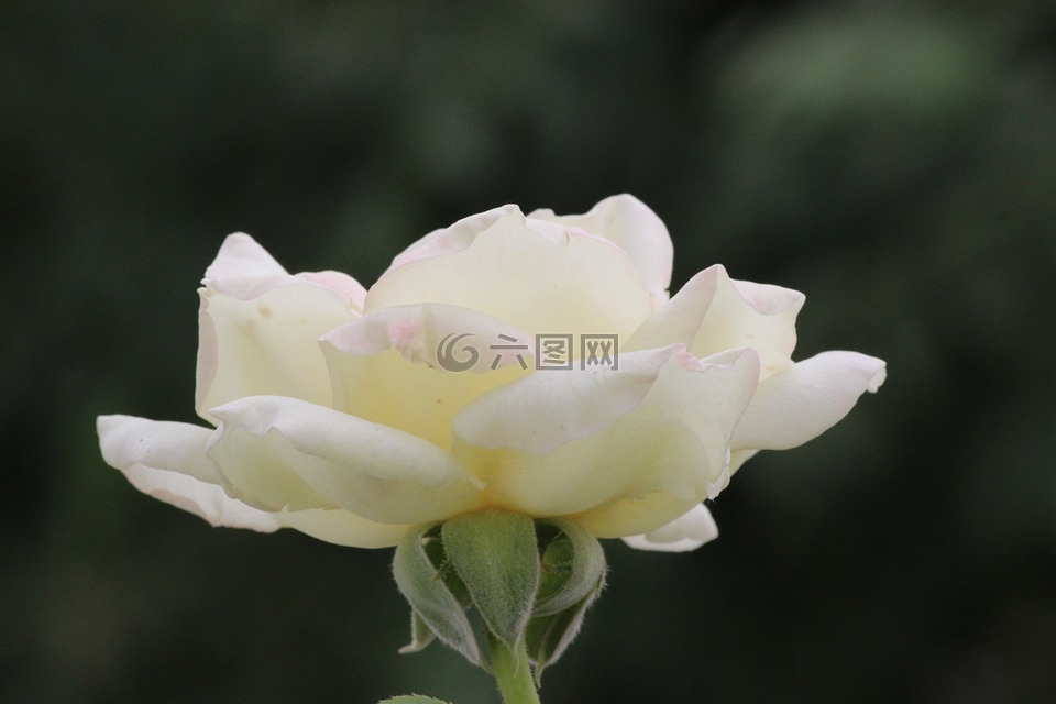 白玫瑰,whiterose,花