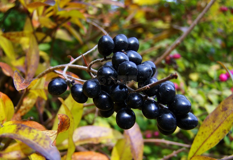 秋季收获,黑浆果,浆果布什