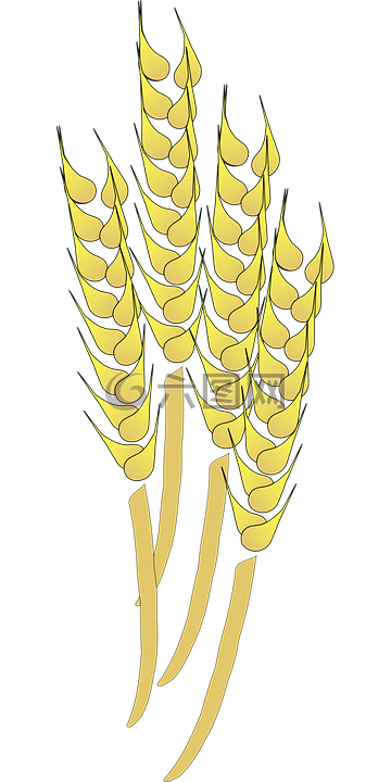 小麦,谷物,收获
