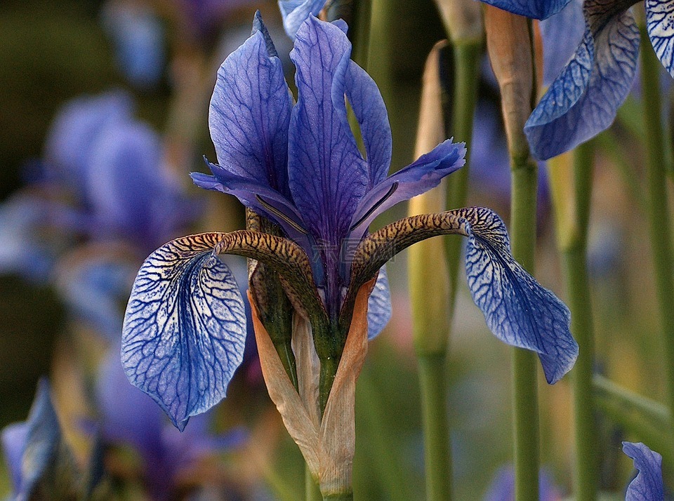 鸢尾花,花,蓝色