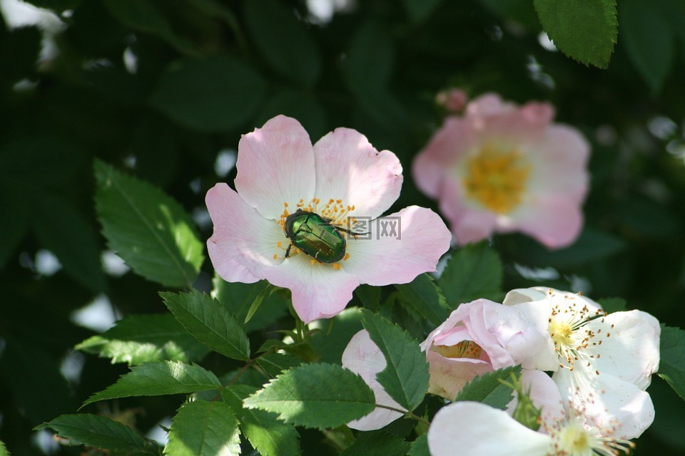 昆虫,甲虫,金头