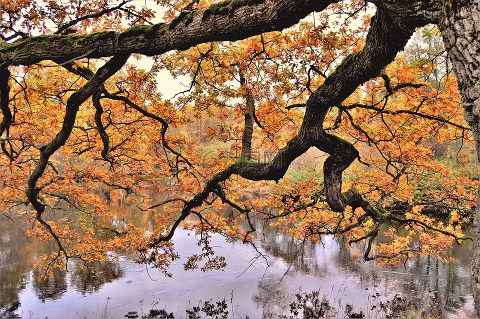树,秋季,大自然