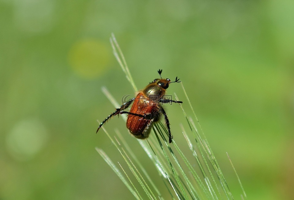 甲虫,草,甲虫栖息在草地上