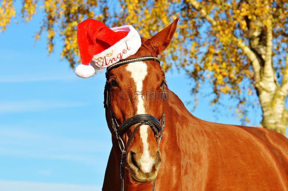 马,圣诞节,圣诞老人的帽子
