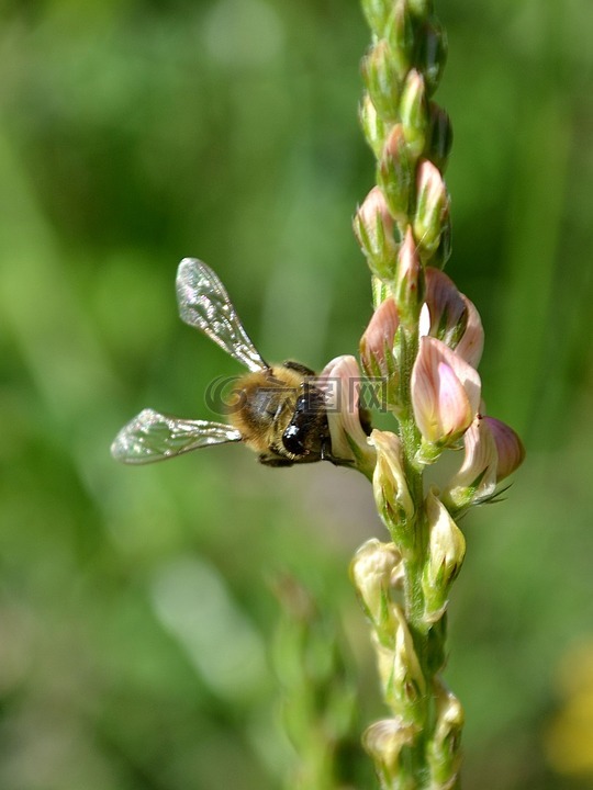 蜜蜂,蜜蜂采集的蜂蜜,颜色蜜蜂栖息
