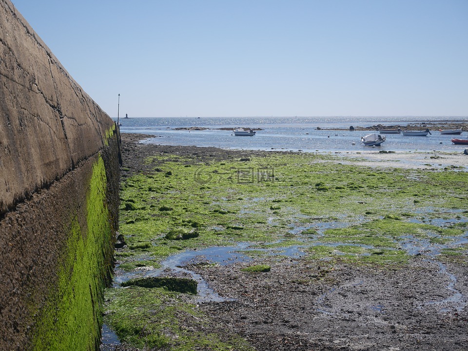 藻类,绿色,码头