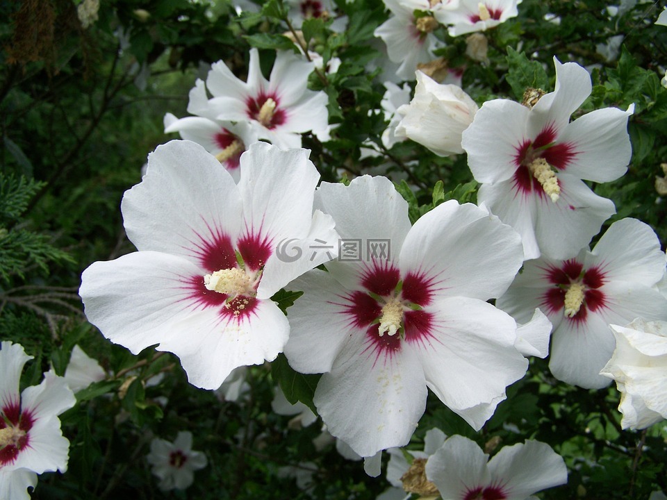 布什锦葵,白花,花园