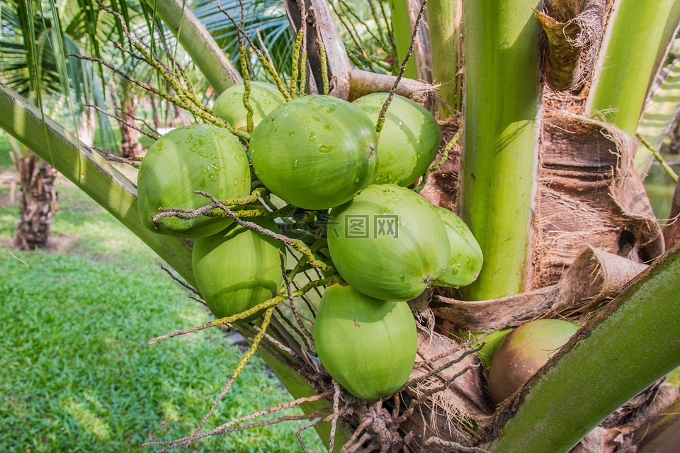 椰子,椰子树