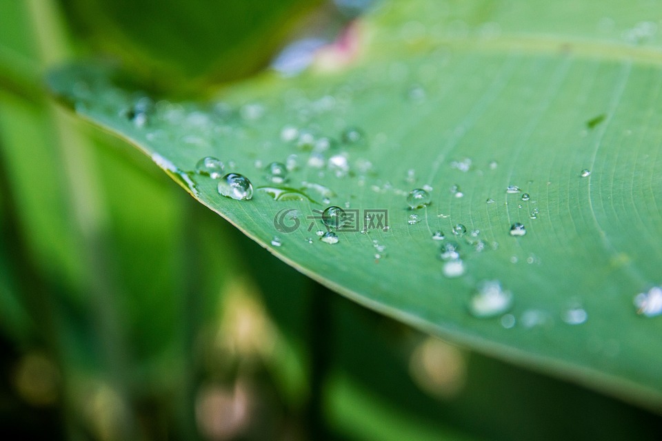 滴的水,水在叶子上。,雨