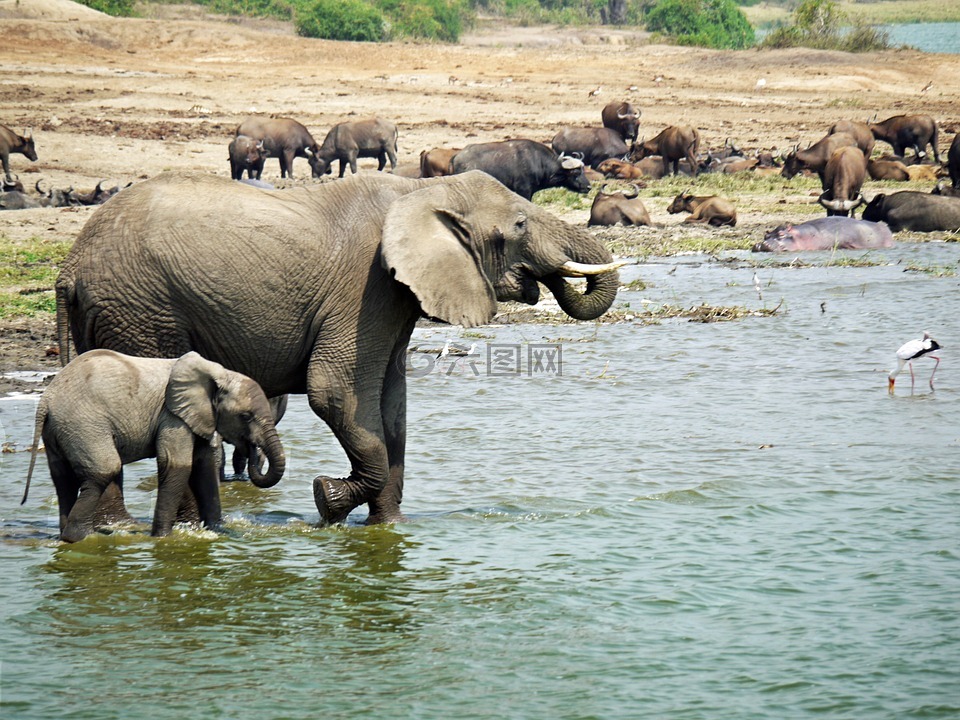 大象,乌干达,喜悦