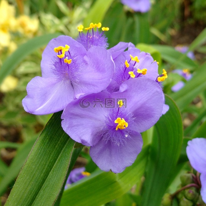 蜘蛛-麦芽汁,紫色,花