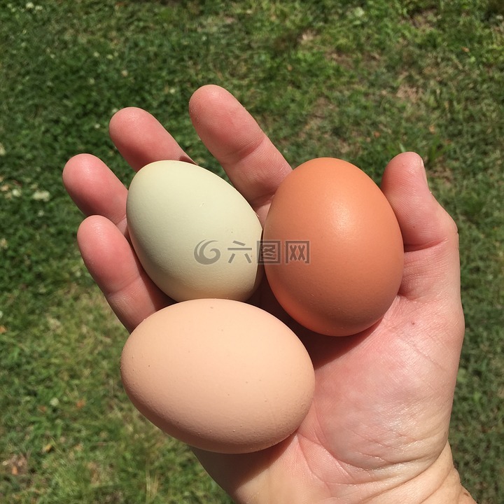 鸡蛋,鸡,散养的鸡