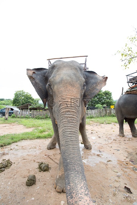大象,正面,泰国