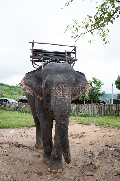 大象,泰国,正面