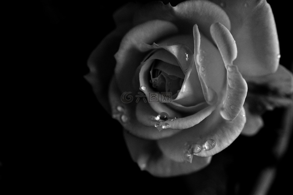 玫瑰,花,黑白