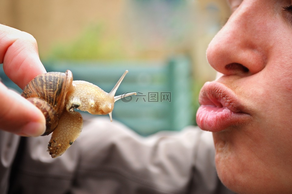 蜗牛,吻,爬行动物