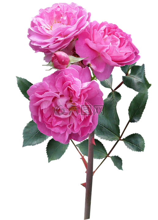 玫瑰,花,干深的粉红色花朵
