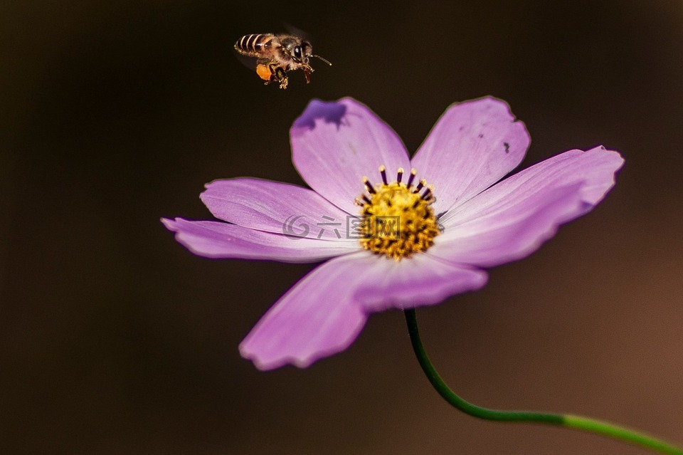 花,和,蜜蜂