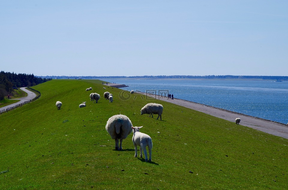 堤防工程,北海,羊