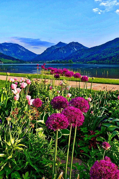 鲜花山水风景图片大全图片