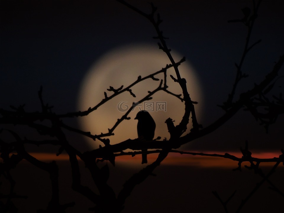 鸟,晚上,月影