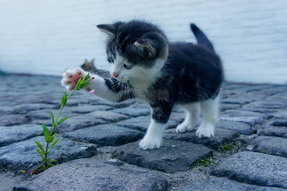 猫咪,花卉,石头