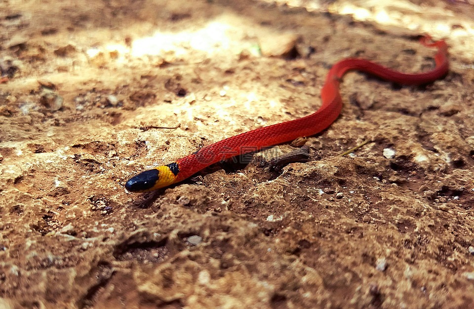 蛇,ninia sebae,尤卡坦半岛