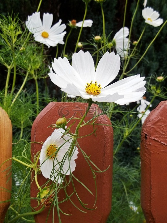 鲜花,白,篱笆