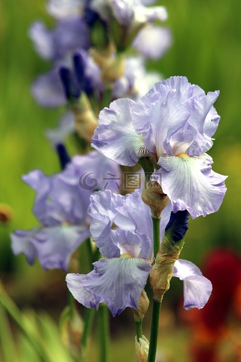 蓝色鸢尾花,鲜花,夏季
