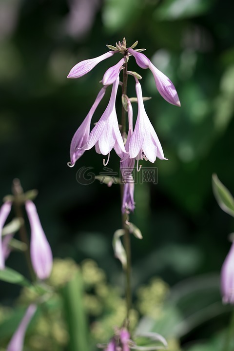 玉簪,车前草百合,叶观叶植物