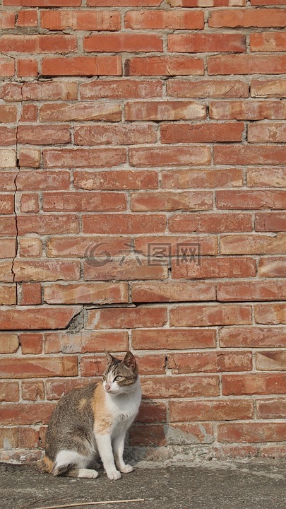 貓,磚牆,午后