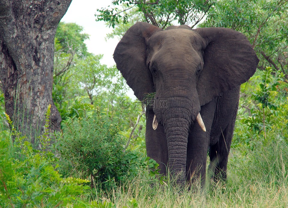 南非,克鲁格公园,大象