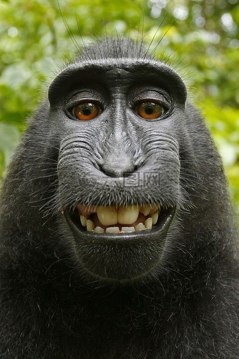 黑猴,selfie,自画像